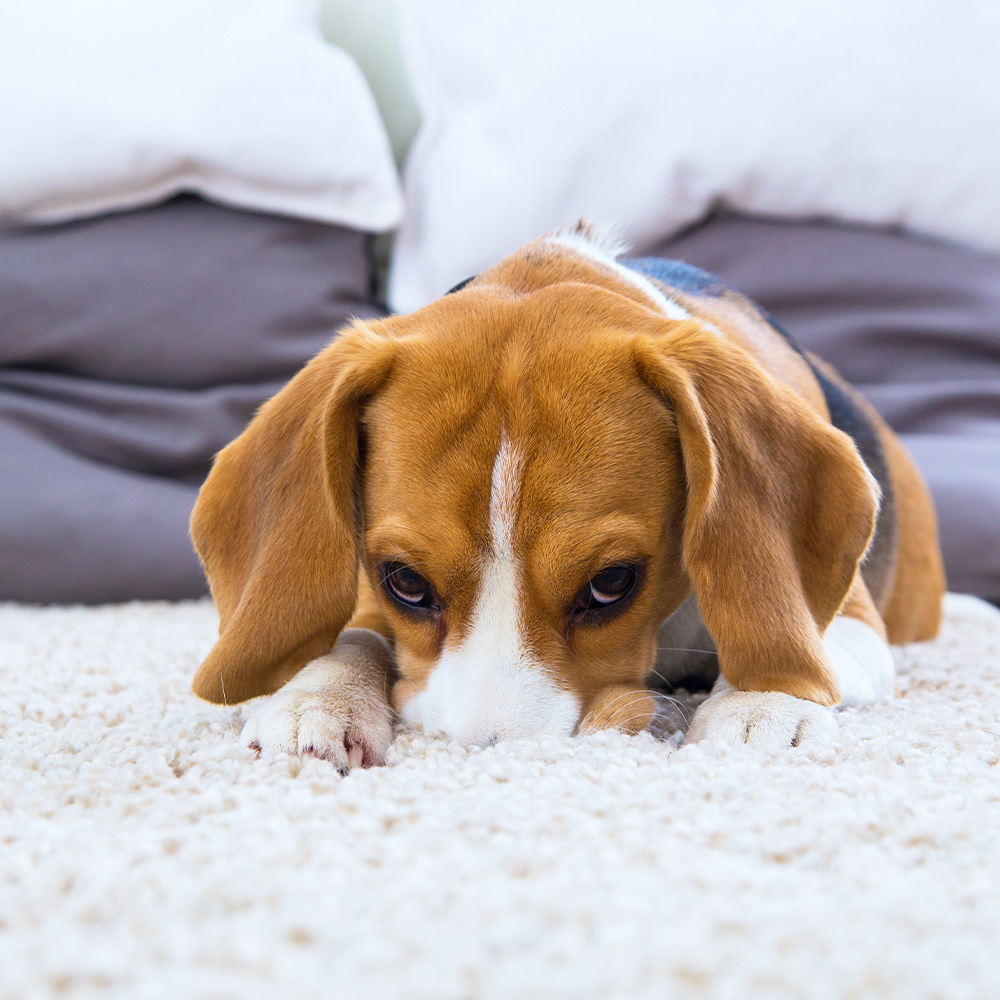 Dog with its nose in the carpet